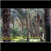 29593 05 0117 Dattelpalmen-Plantage, Al Ain, Abu Dhabi, Emirate 2017.jpg